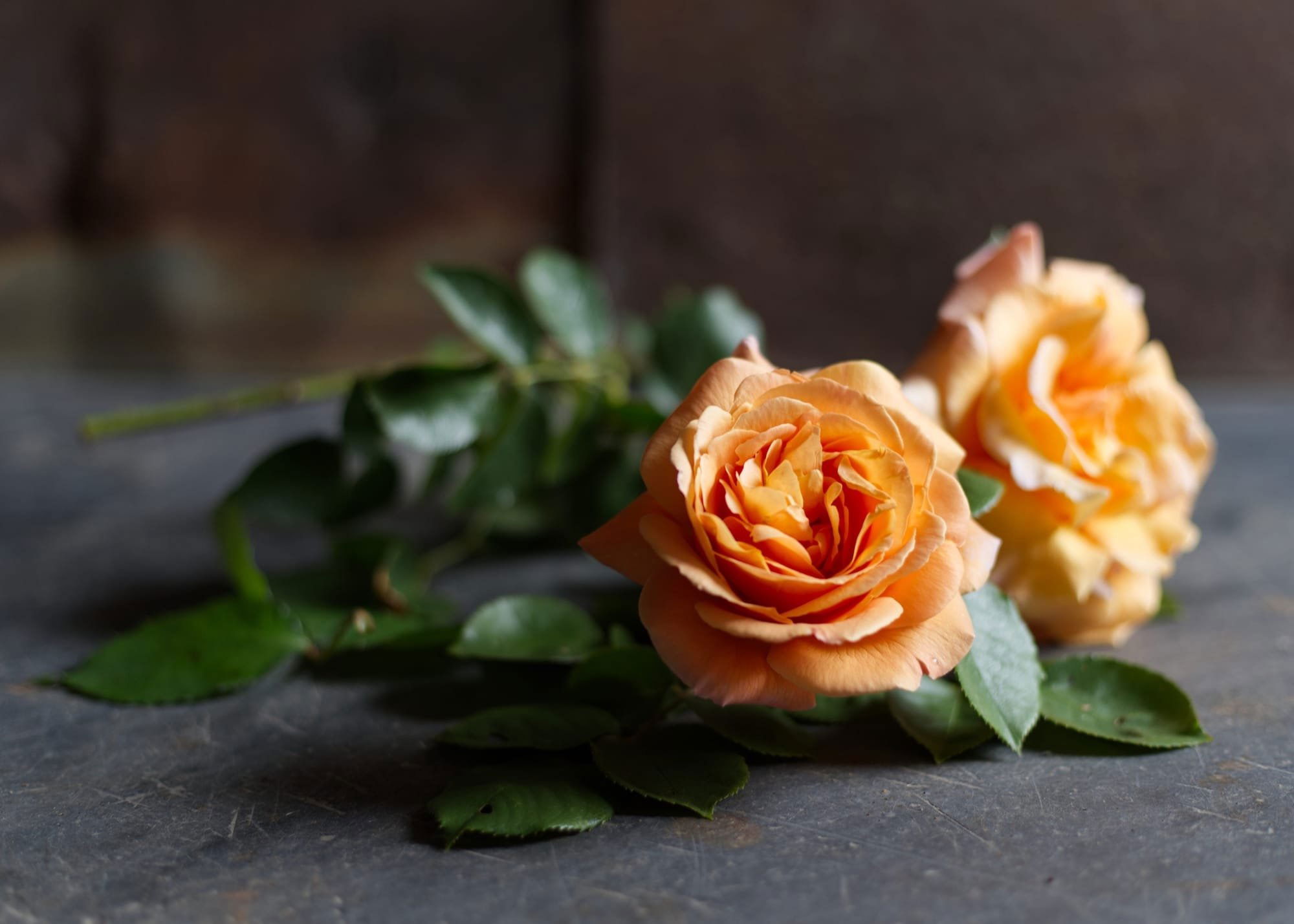 Garden roses in May & June