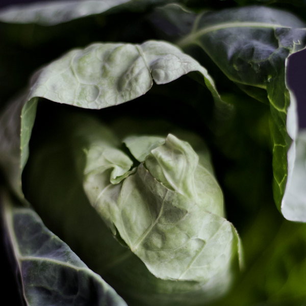 Broccoli - Roots