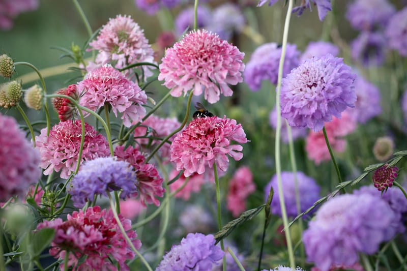 PYO Flowers Saturday 7th October 2023