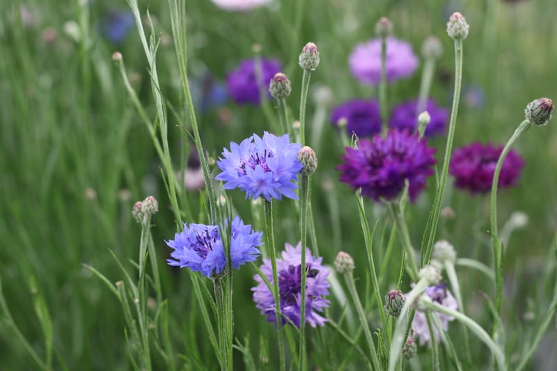 PYO Flowers Friday 6th October 2023