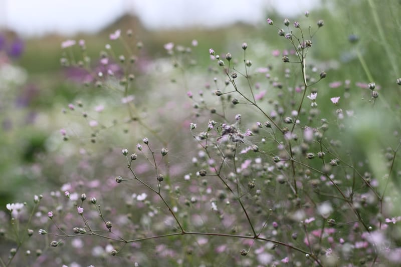 PYO Flowers Saturday 30th September 2023