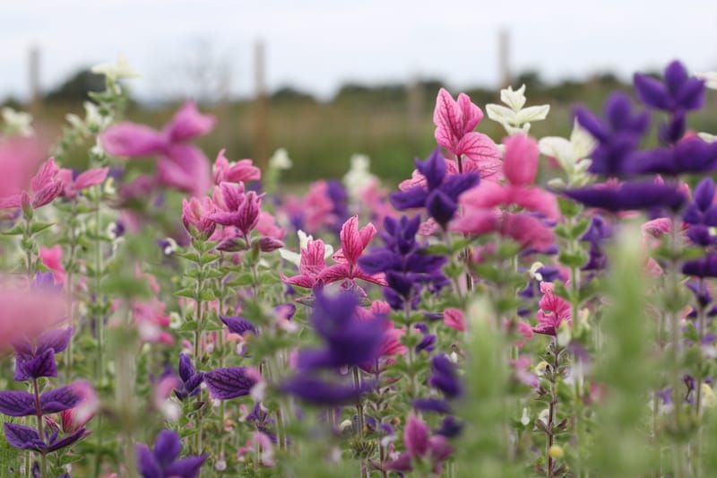 PYO Flowers Friday 29th September 2023