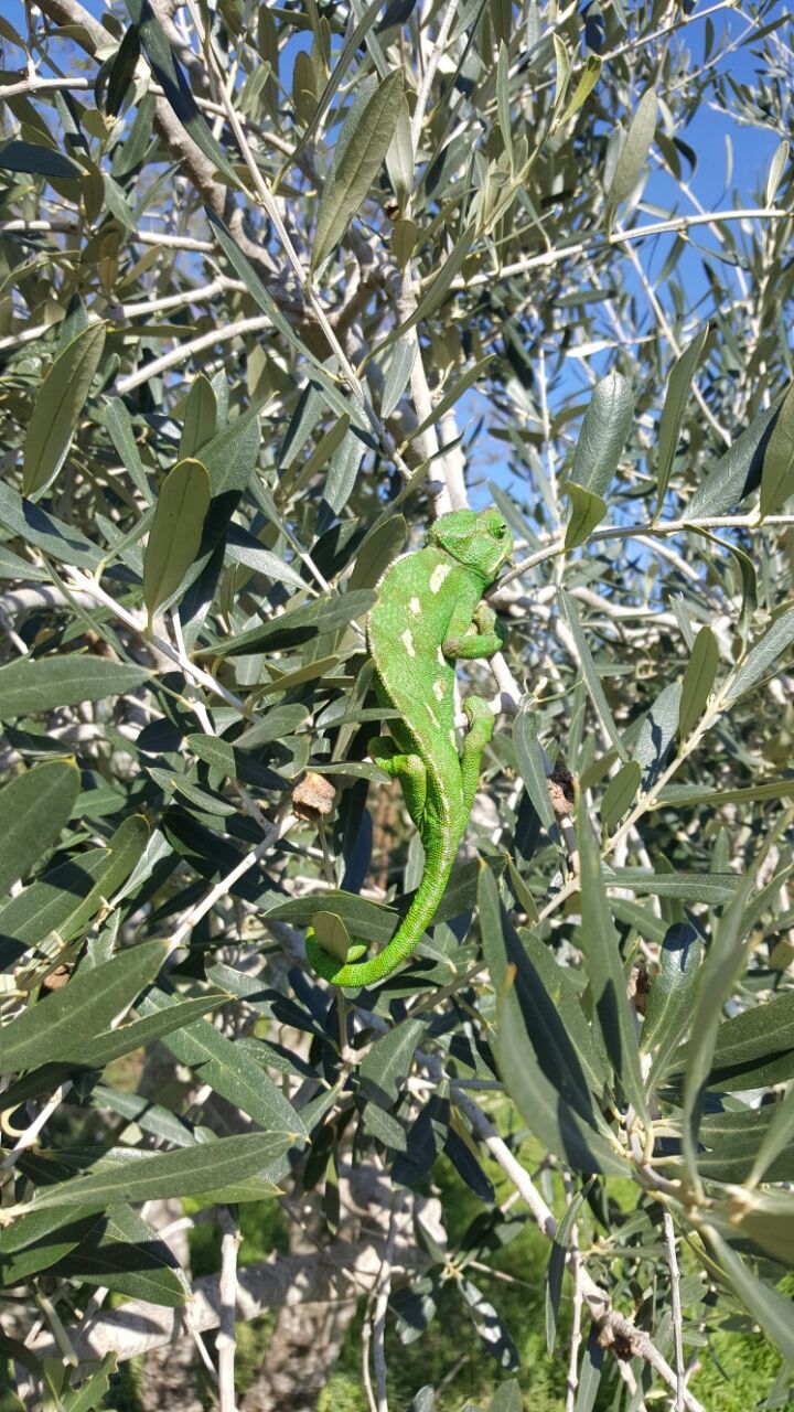 עבודה בשטחים רגישים אקולוגית. עיריית נתניה. נכתב על ידי אביב אבישר אקולוגית עירונית