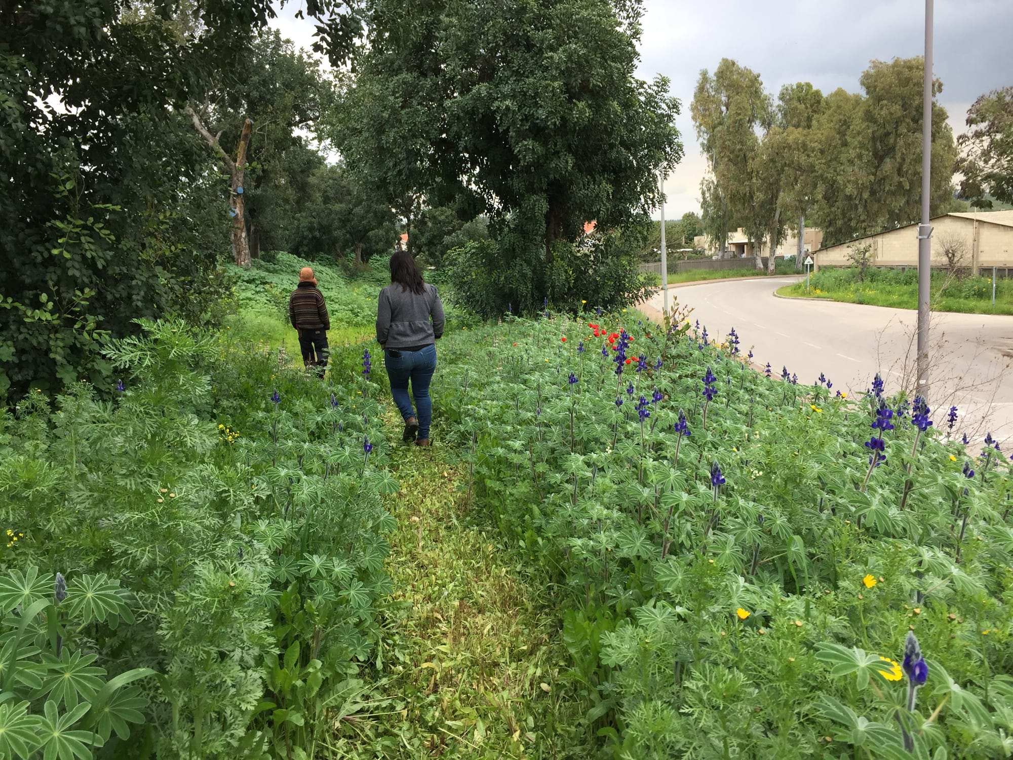 גנן זכה בתביעה של 289 מליון דולר מול מונסנטו יצרנית הראונדאפ