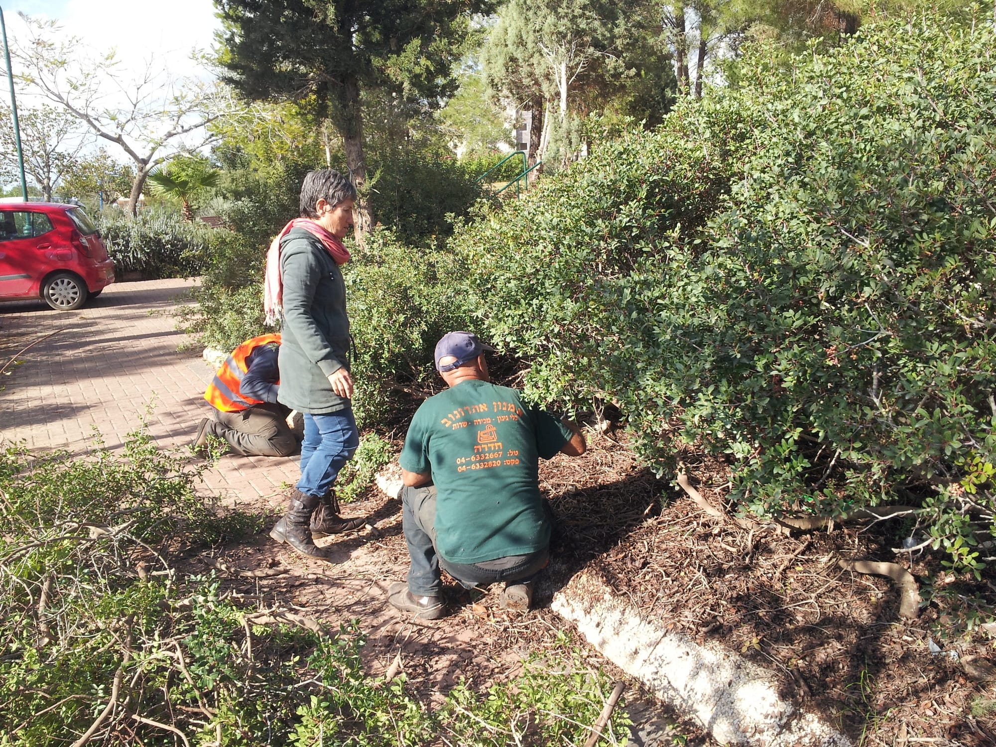 שימור שטחי שיחים  והטמעת שיקולי טבע עירוני באחזקת השטחים