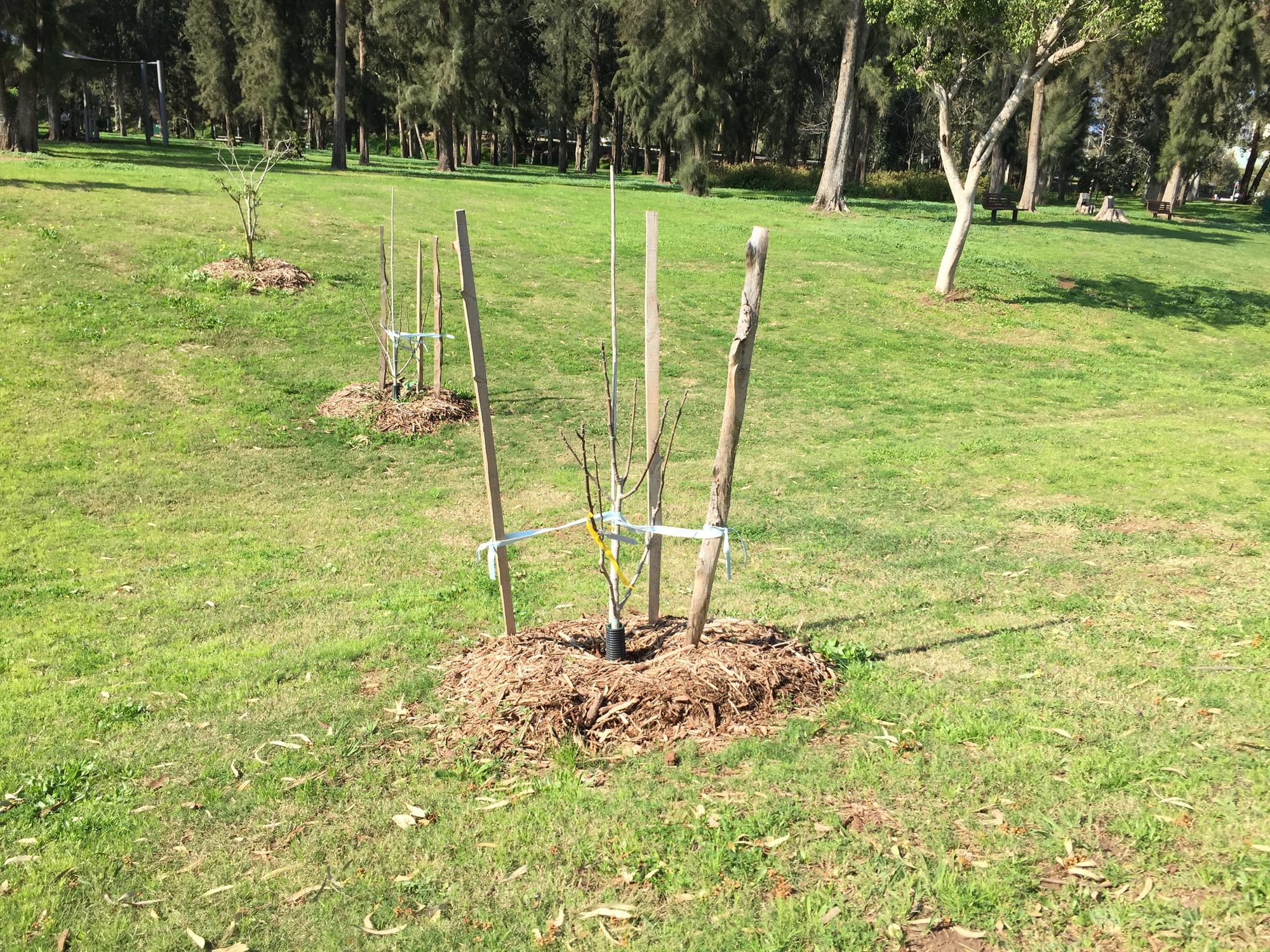 המלצות לפיתוח יערות מאכל. היחידה האזורית לאיכות הסביבה שרון