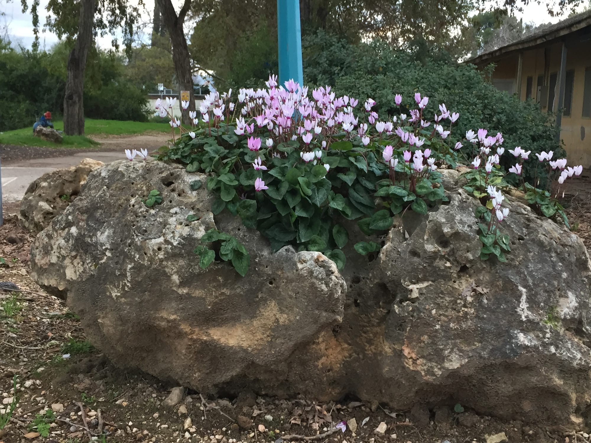 חשיפה של שעתיים לסביבה ירוקה מועילה לבריאות הגוף והנפש