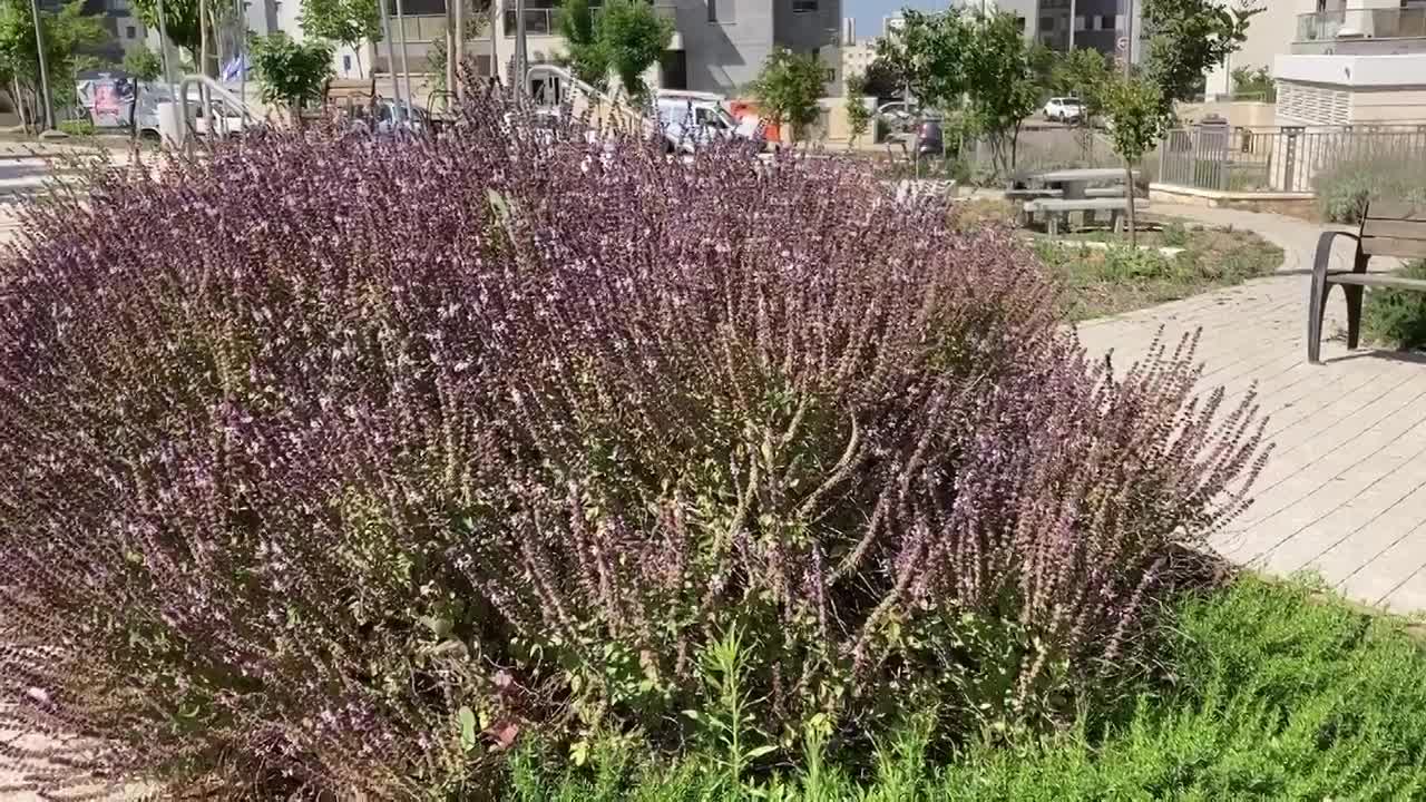 גינון בר-קיימא בעיר חריש