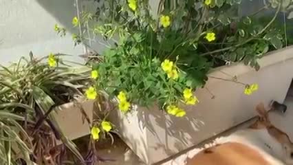 להכניס חיים למרפסת