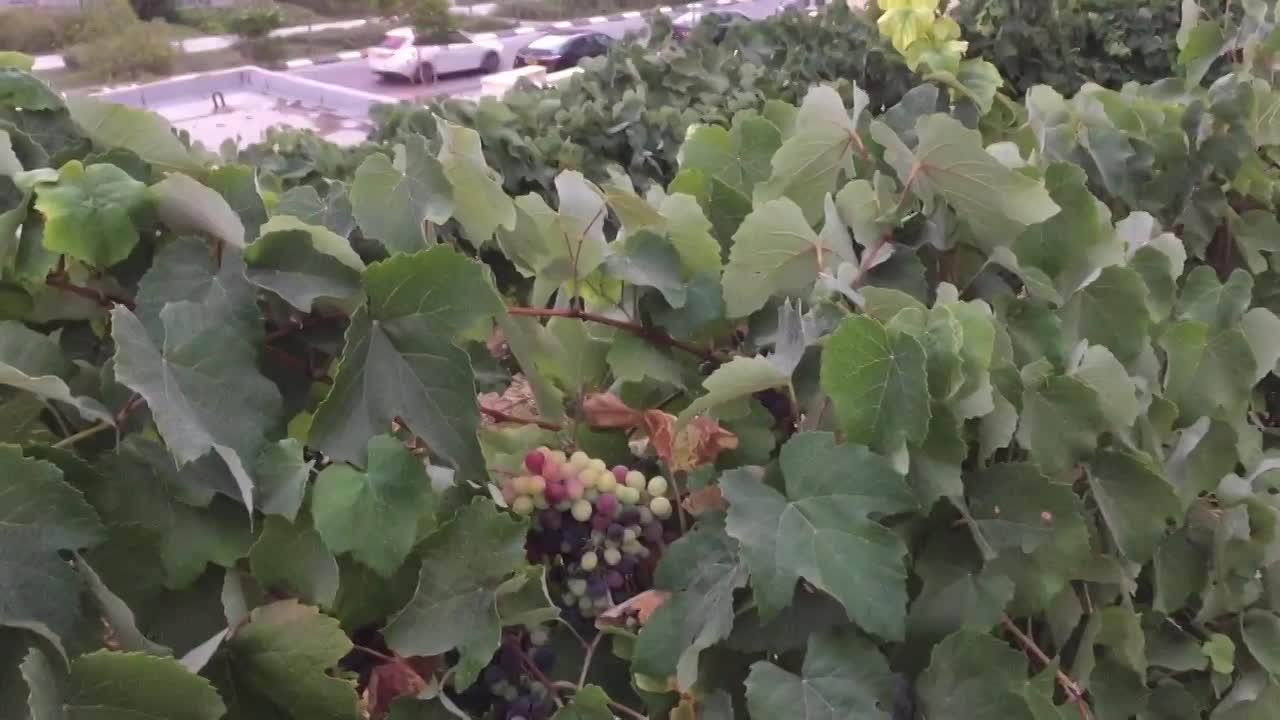 גינון בר-קיימא בעיר חריש