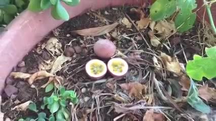 גידול פירות במרפסת בקומה רביעית