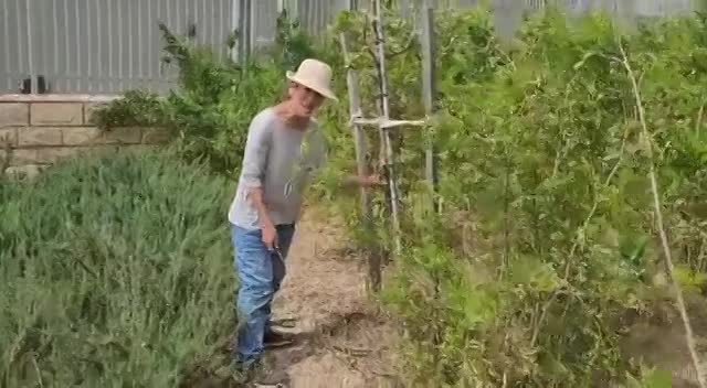 איך צריך לקשור  ולתמוך עצים בגן הנוי