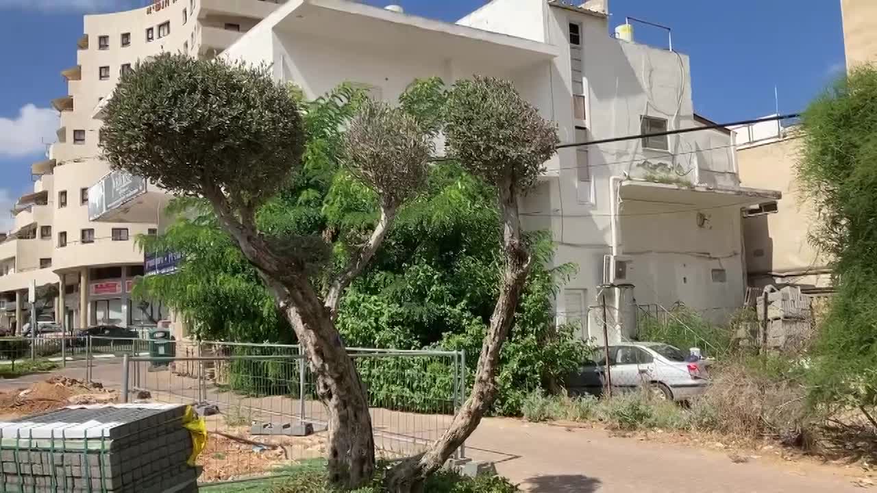 למה לא לעשות פונפונים לעצי הזית.