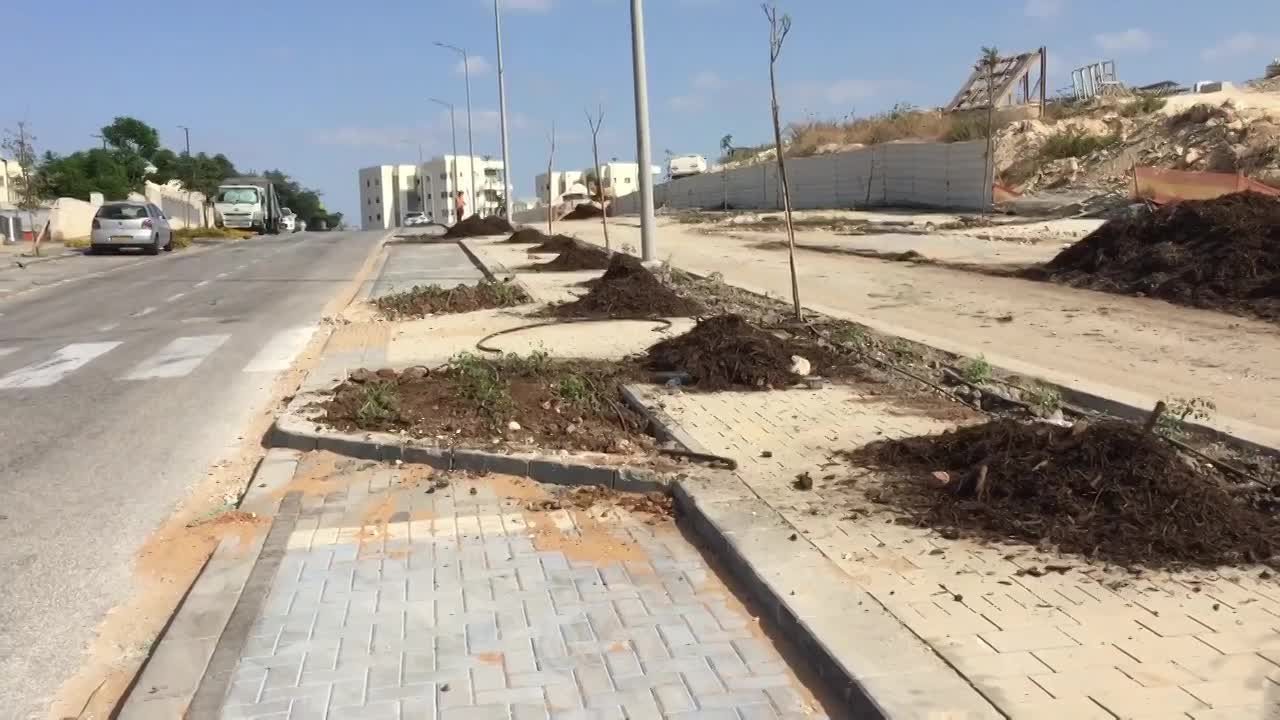 חיפוי וקומפוסט לעצים הצעירים. חשוב! חשוב!