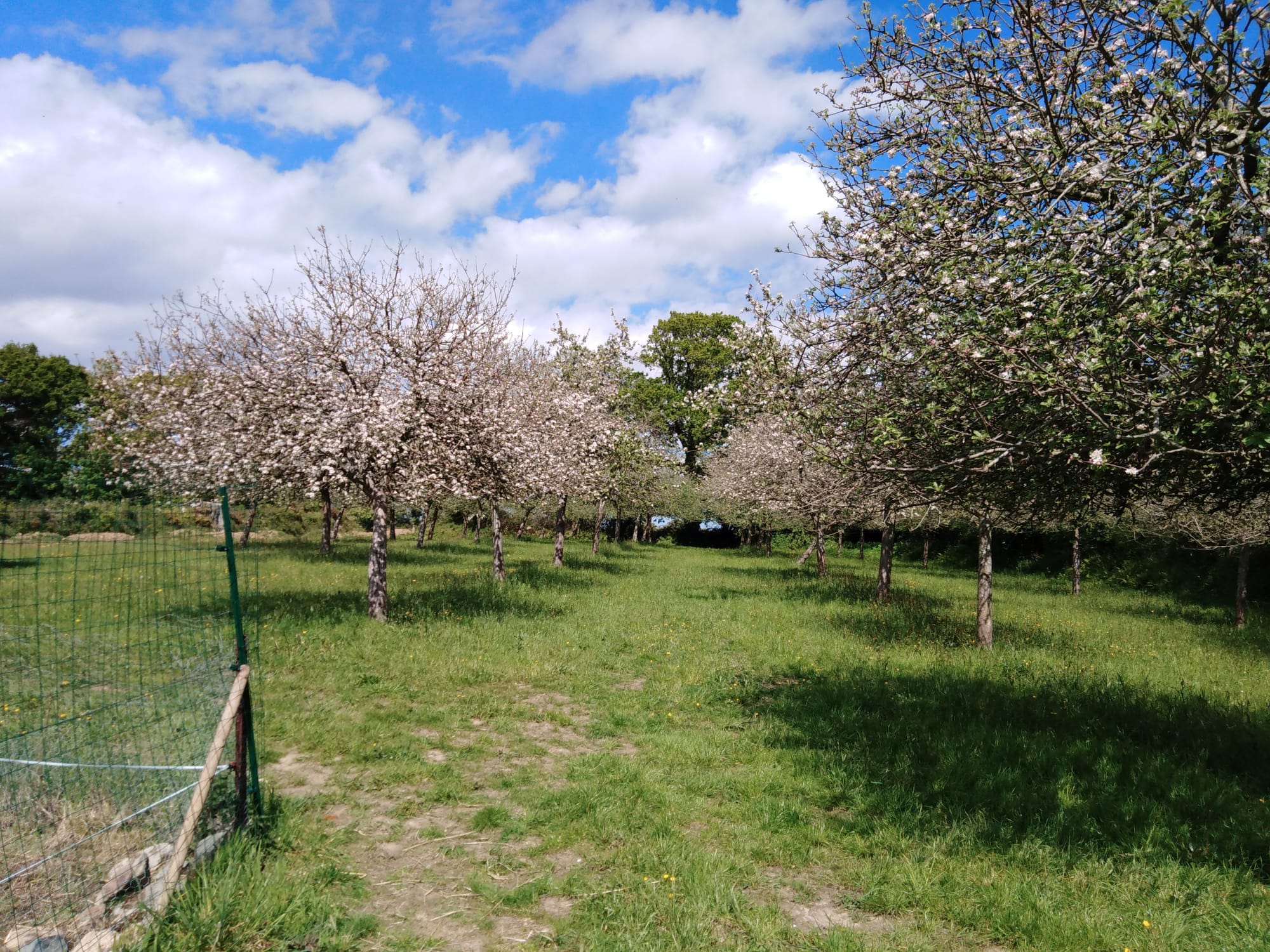 Le verger de pommiers