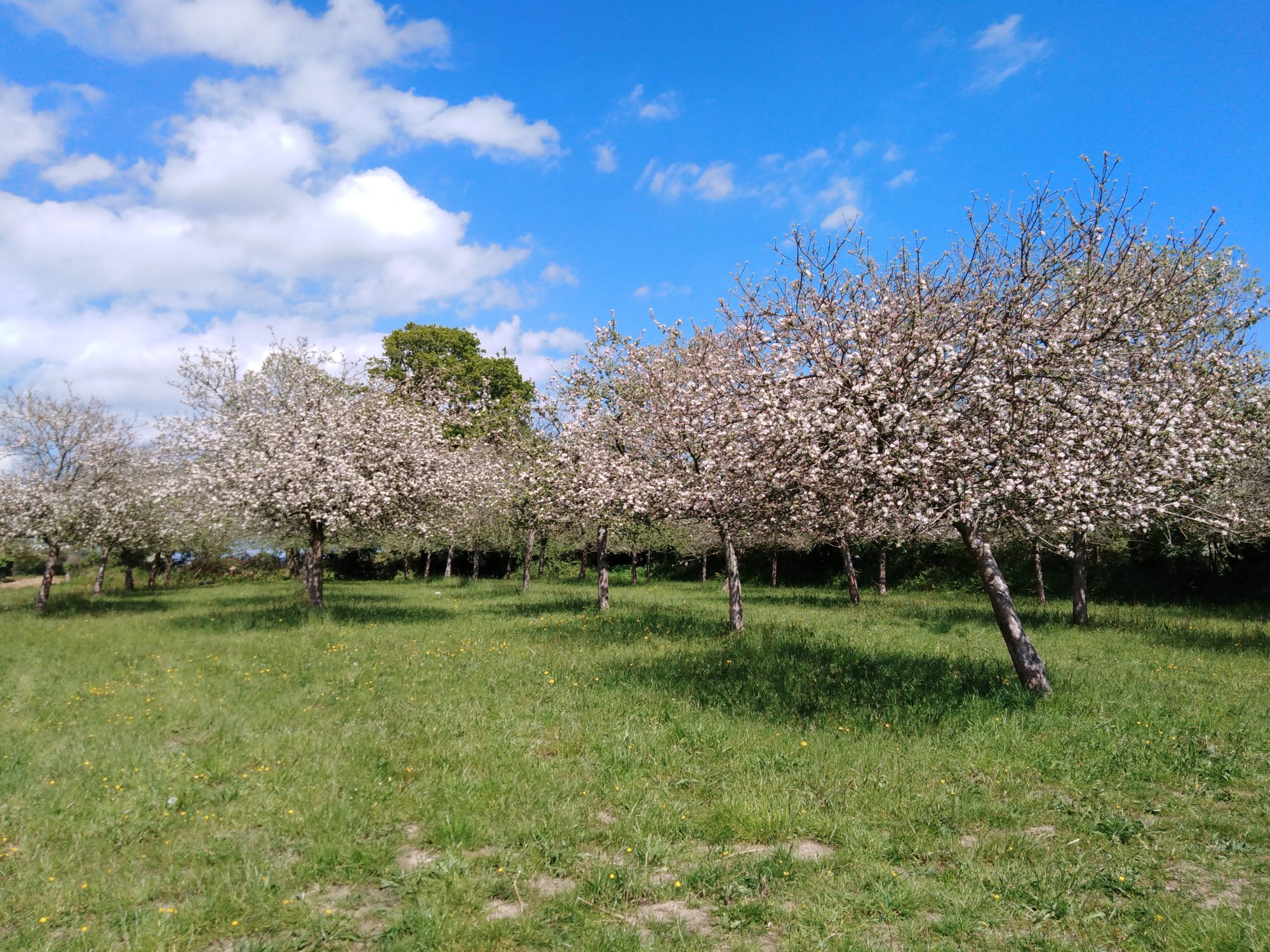 Le verger de pommiers