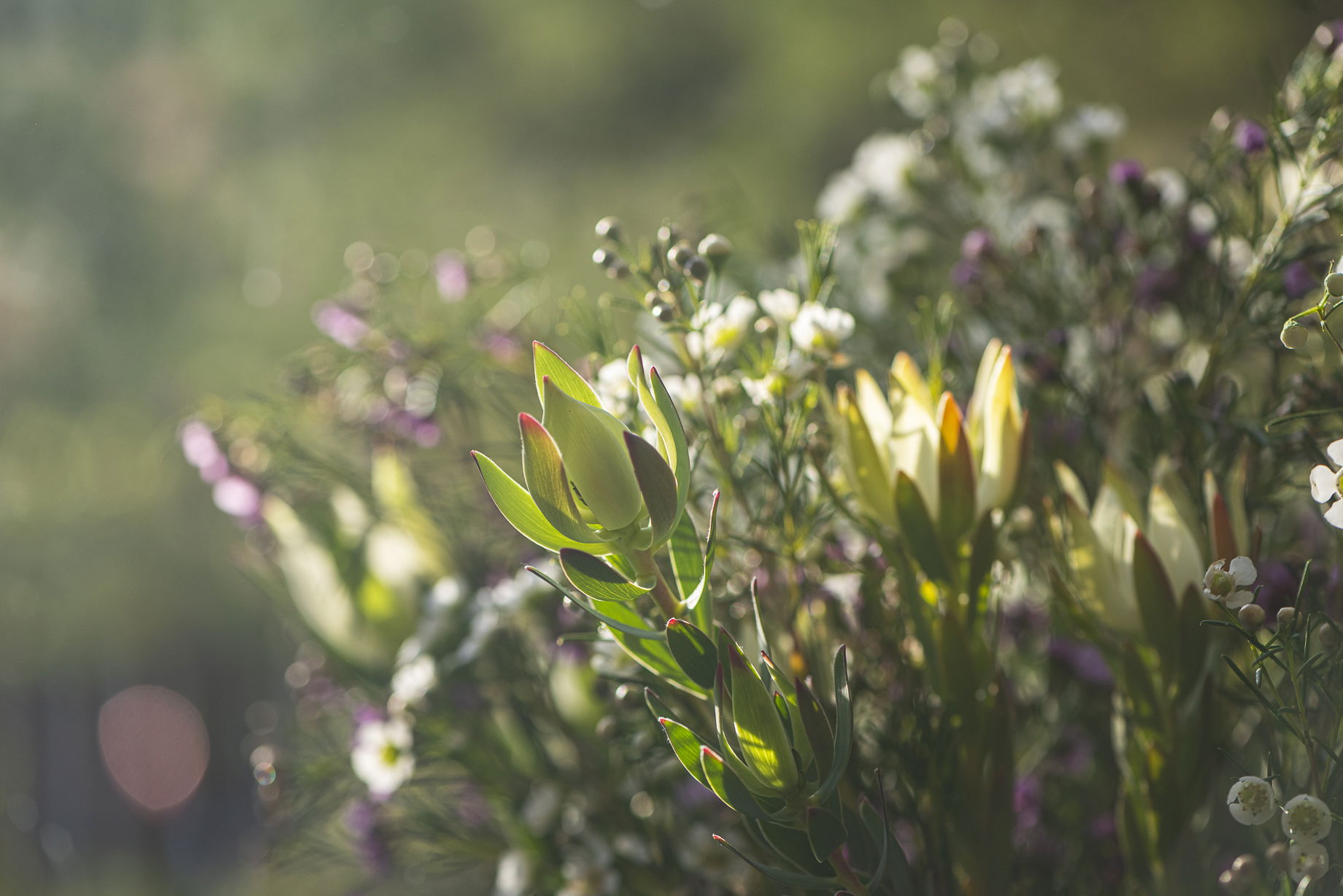 Fynbos 1