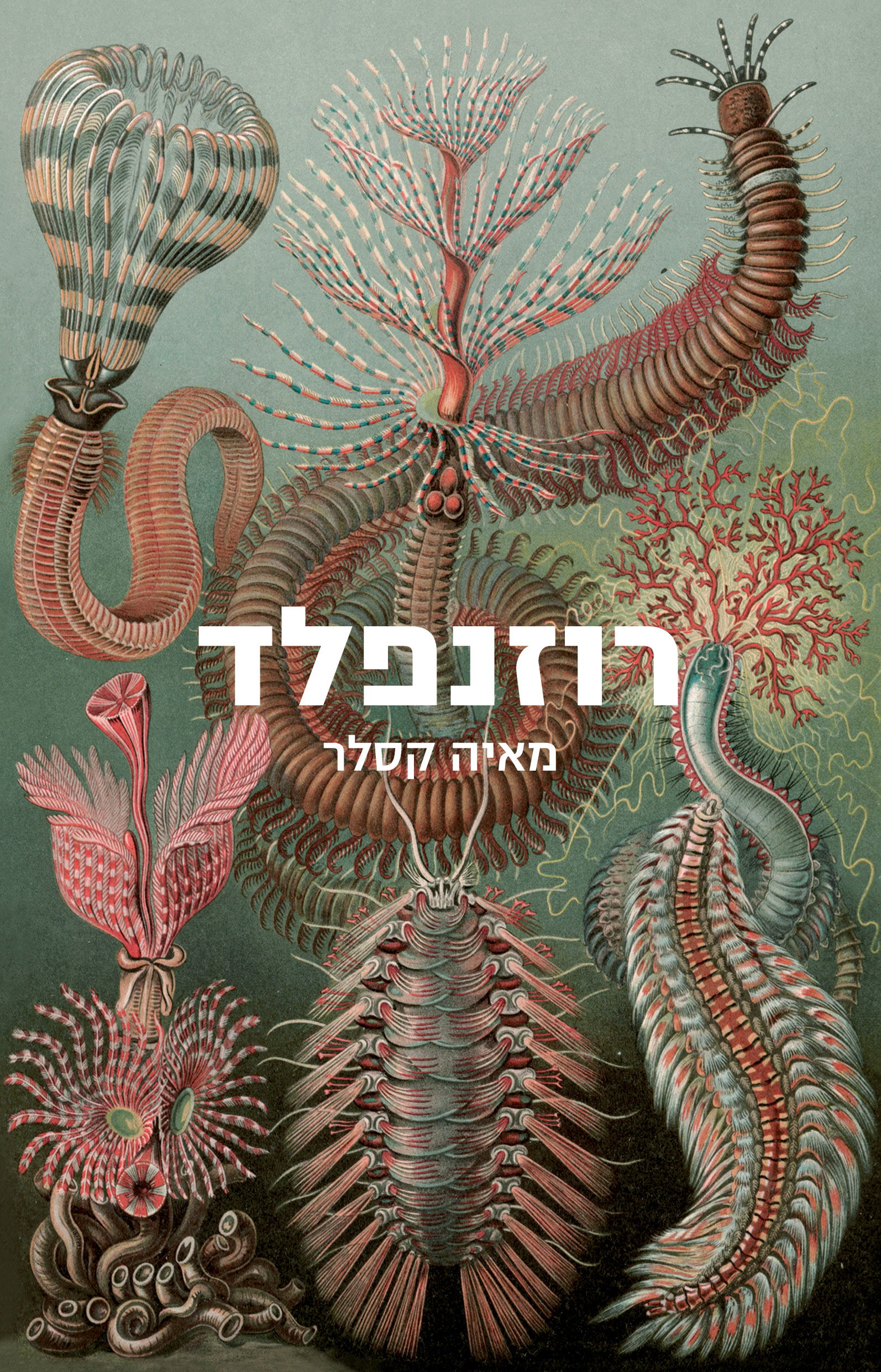 רוזנפלד / מאיה קסלר / כינרת