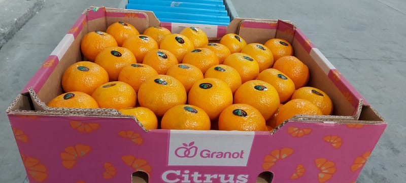 Granot Farmer: Started marketing of tangerines of the Uri variety