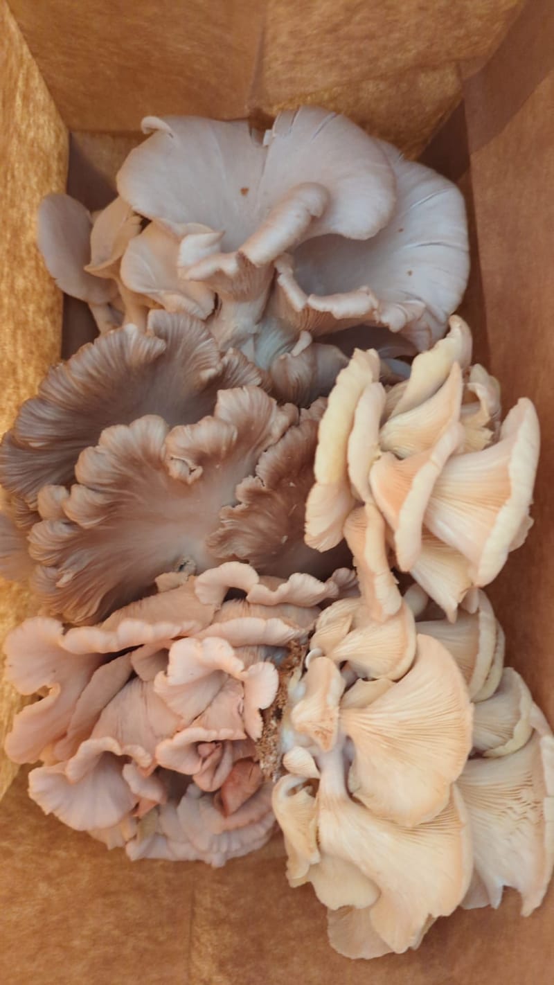 Mashorum: Edible oyster mushrooms grown organically