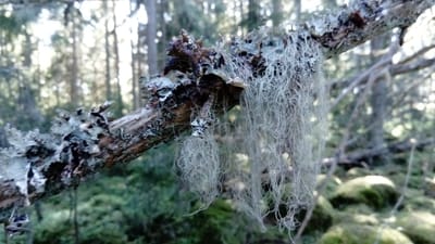 Vad vi kan hjälpa med image