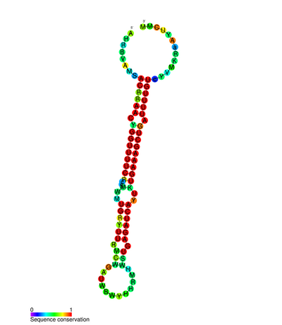 The role of microRNAs in regulatory networks