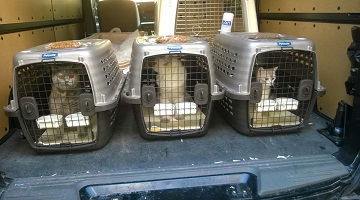 Pet Shipping