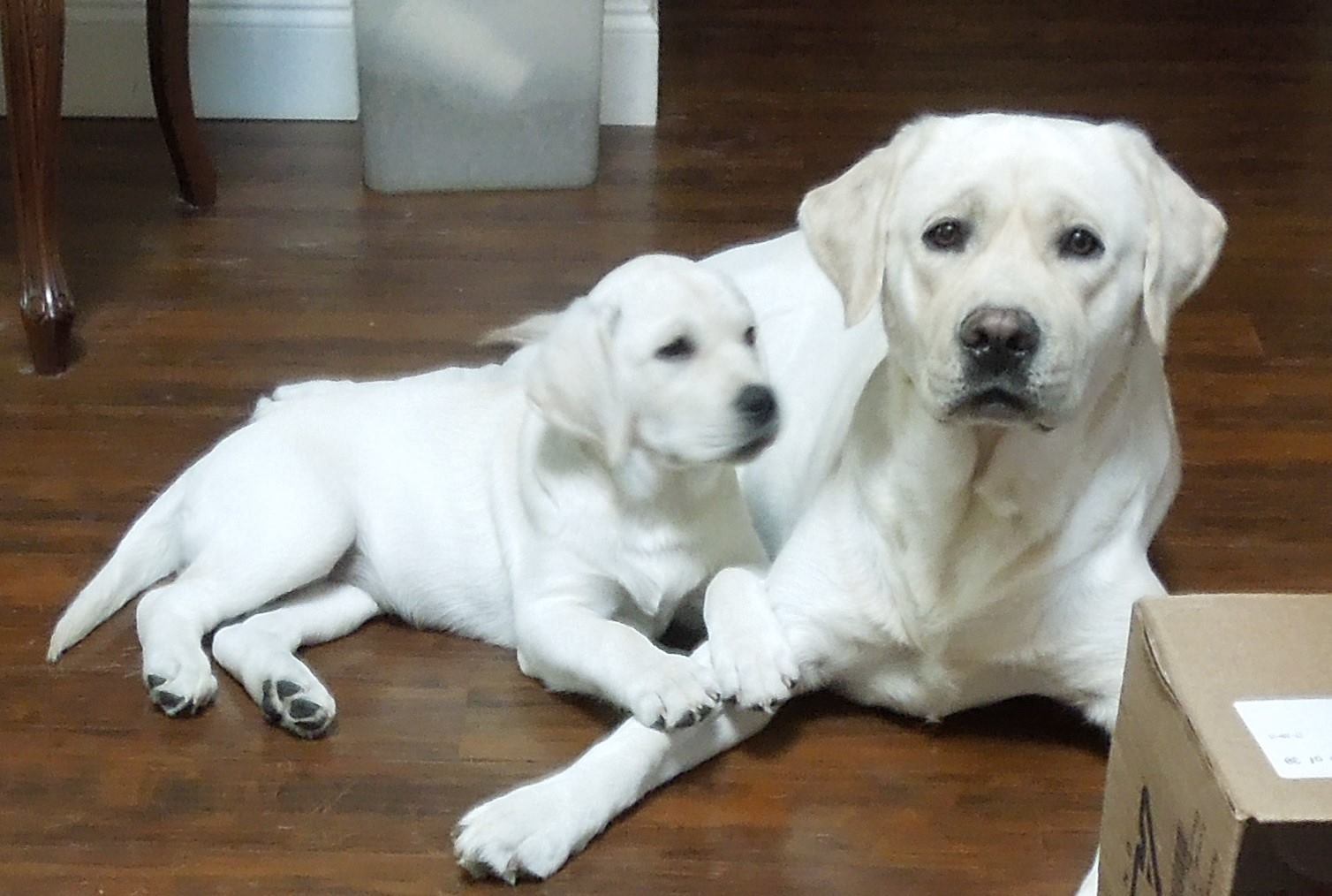 Dixie at 7 weeks and Duke