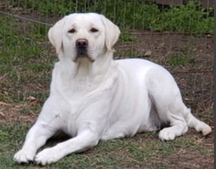 Lily's DNA Results image