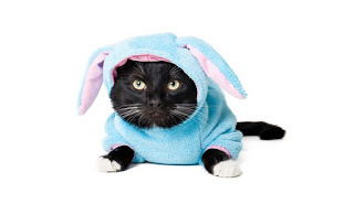 Que no te den gato por liebre... esto es lo que está pasando en el Cabanyal