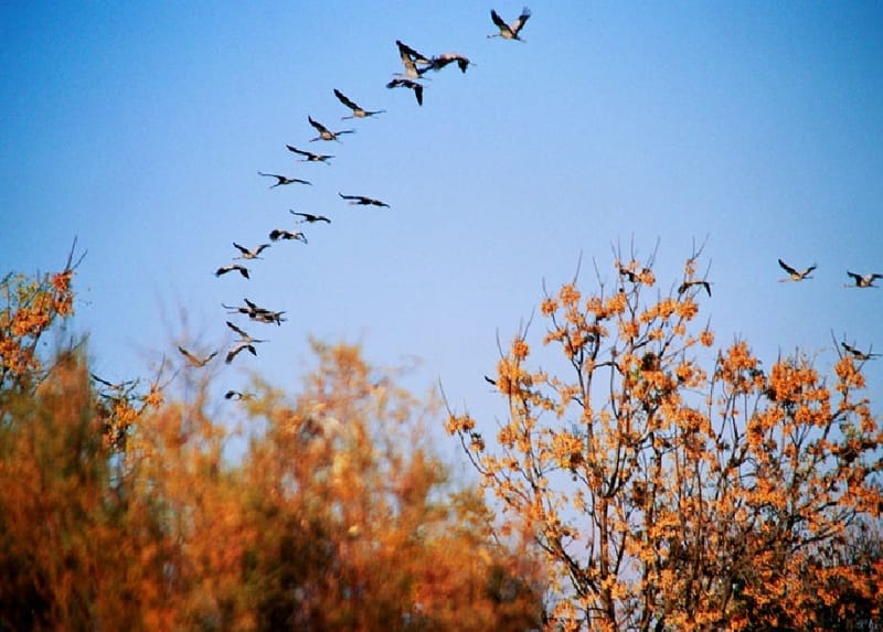 Աշնանային եղանակի կանխատեսում ըստ ժողովրդական նախանշանների