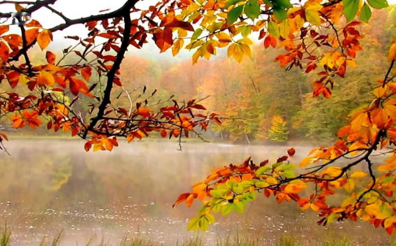 Նոյեմբերի 2-15