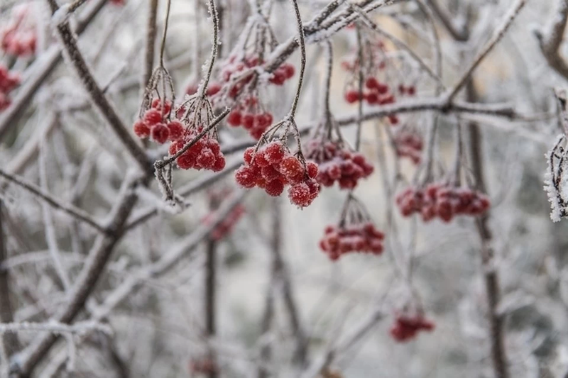 Դեկտեմբերյան նախագծեր