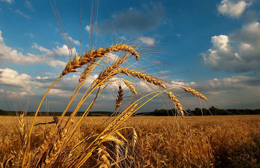 Ատեստավորում.ֆիզիկա
