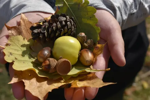 «Սեբաստացու օրեր կրթահամալիրում»