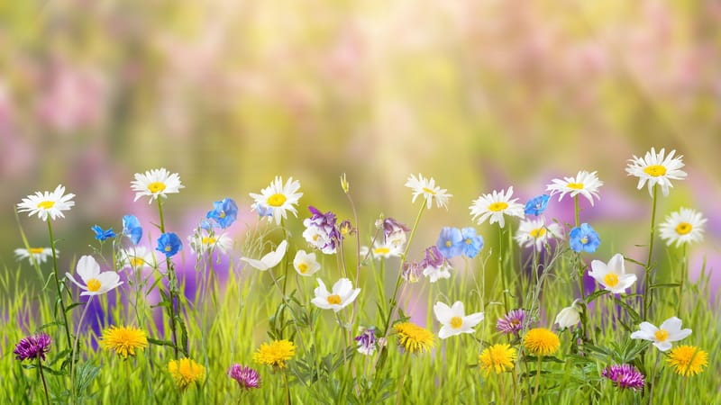 Ամառային բնագիտական ֆլեշմոբ․ Հունիսի 9