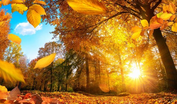 Հոկտեմբերի 23-29 / Մանկավարժական ճամբար