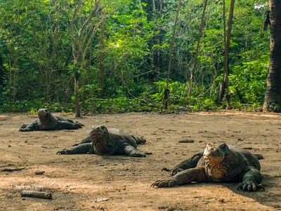 Combi Fun Diving Komodo National Park &amp; Rinca Dragon Tour image