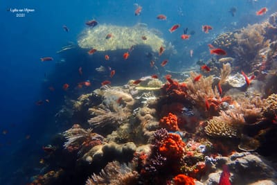 Fun Divingg Komodo National Park image