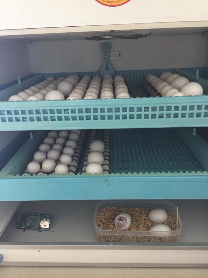 Parrot Eggs for sale