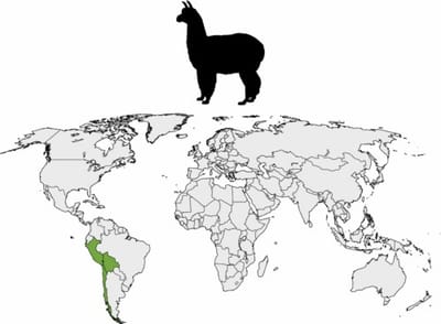 About Alpacas image