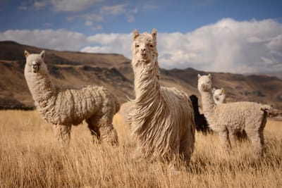 About Alpacas image