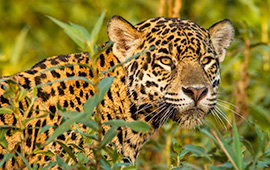 LA VUELTA DEL YAGUARETÉ: UNA HAZAÑA CORRENTINA