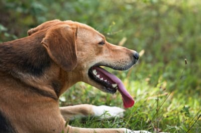 מכת חום - כיצד לזהות, לטפל ולמנוע