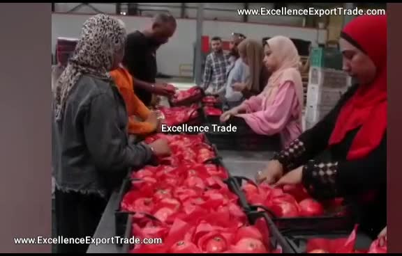 Wonderful Pomegranate