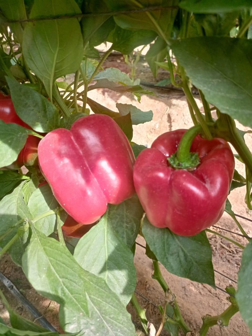 Coloured Peppers