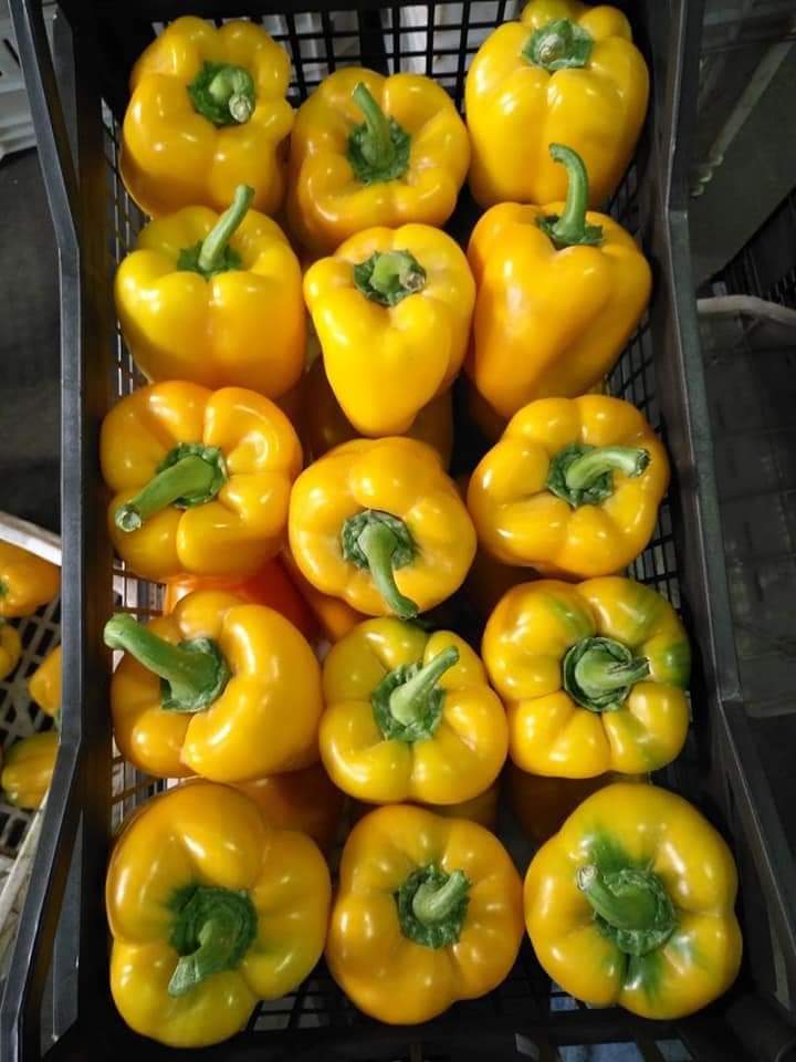 Coloured Peppers