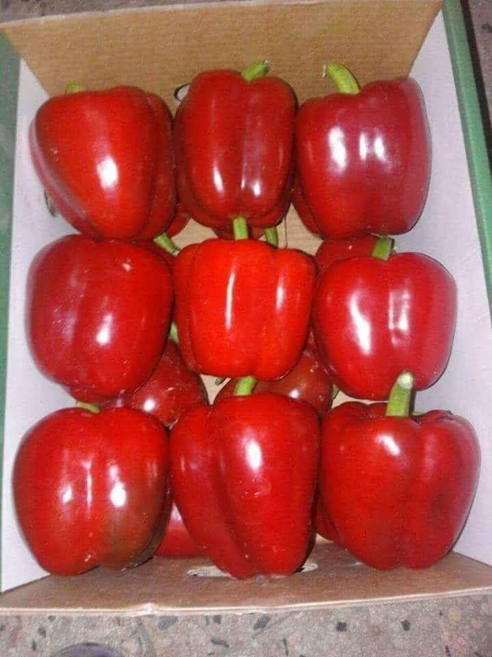 Coloured Peppers