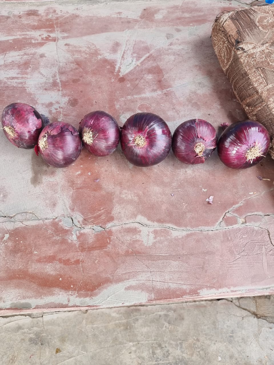 Red onions 