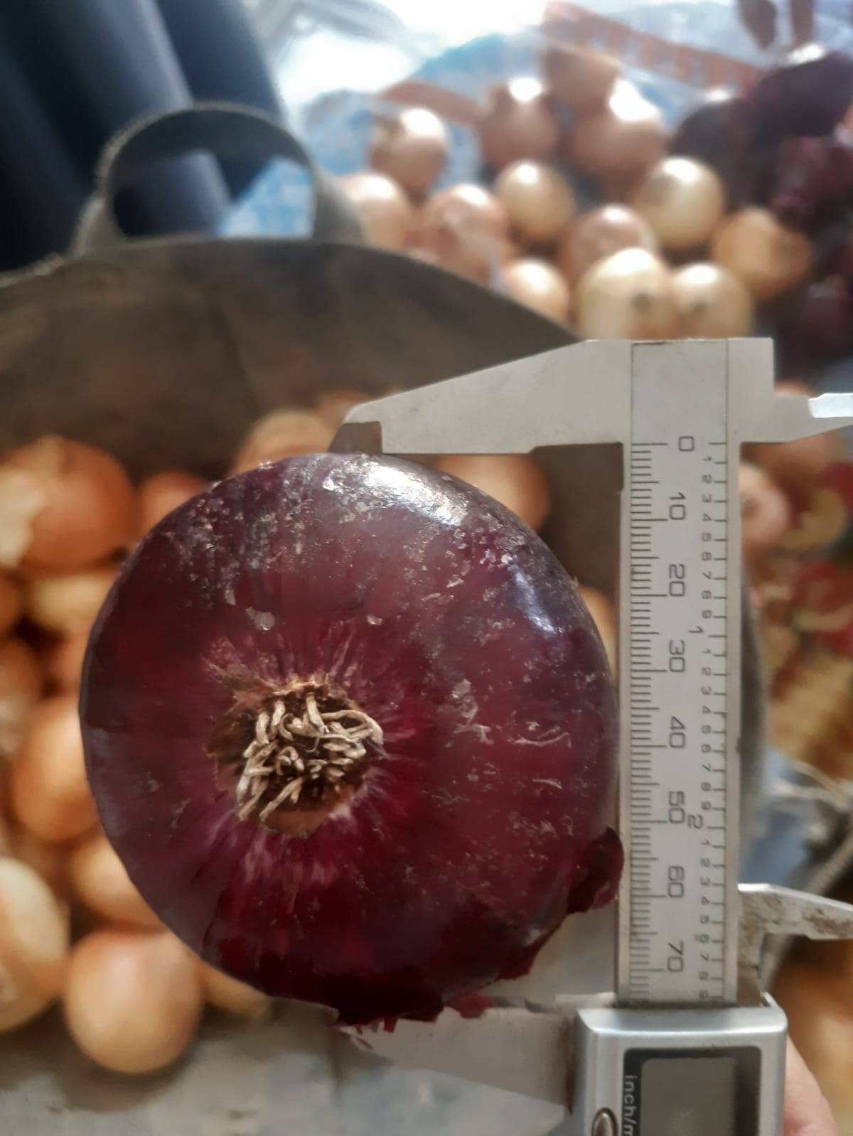 Red onions 